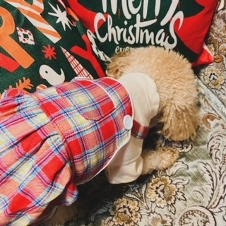 愛犬のドレスコードはクリスマスカラー②2023.12